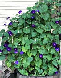 Image result for Ipomoea purpurea