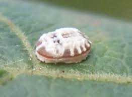 Attēlu rezultāti vaicājumam “Aleurochiton aceris”