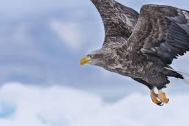 Image result for Haliaeetus albicilla