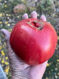 Afbeeldingsresultaat voor stump of the world tomato