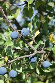 Attēlu rezultāti vaicājumam “Prunus domestica subsp. insitita”