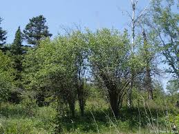 Attēlu rezultāti vaicājumam “Crataegus douglasii”