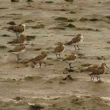 Image result for Calidris ruficollis