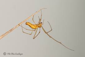 Attēlu rezultāti vaicājumam “Tetragnatha extensa”