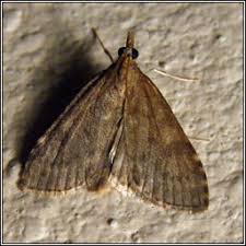 Attēlu rezultāti vaicājumam “Udea prunalis”