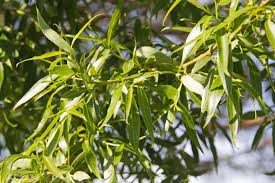 Attēlu rezultāti vaicājumam “Salix x fragilis”