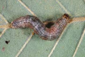 Attēlu rezultāti vaicājumam “Hydriomena impluviata”