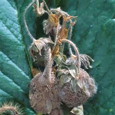 Attēlu rezultāti vaicājumam “Trichia botrytis var. cerifera stalked”