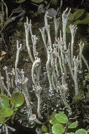Attēlu rezultāti vaicājumam “Cladonia stygia”