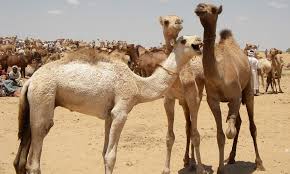 Image result for Nomads