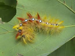 Attēlu rezultāti vaicājumam “Acronicta aceris larva”