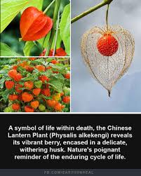 Image result for Physalis alkekengi