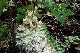 Attēlu rezultāti vaicājumam “Sebacina incrustans”