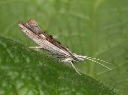 Attēlu rezultāti vaicājumam “Ypsolopha scabrella”