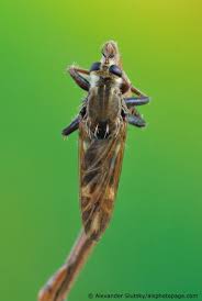 Attēlu rezultāti vaicājumam “Asilus crabroniformis”