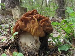Attēlu rezultāti vaicājumam “Gyromitra gigas”