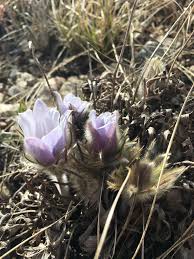 Attēlu rezultāti vaicājumam “Pulsatilla patens leaf”