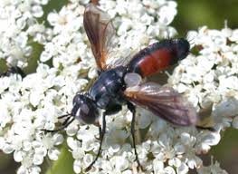 Attēlu rezultāti vaicājumam “Cylindromyia sp.”