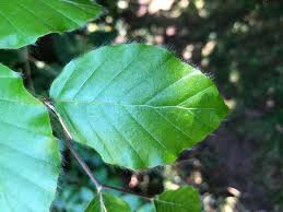 Attēlu rezultāti vaicājumam “Fagus sylvatica leaf”