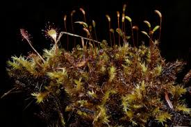 Attēlu rezultāti vaicājumam “Campylium stellatum sporophyte”
