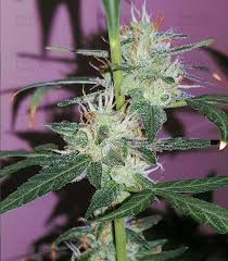 Attēlu rezultāti vaicājumam “Dactylorhiza russowii bud”