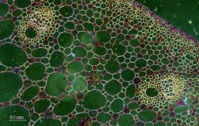 Attēlu rezultāti vaicājumam “Nuphar lutea leaf”