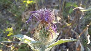 Attēlu rezultāti vaicājumam “Centaurea phrygia”