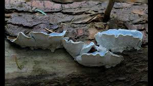 Attēlu rezultāti vaicājumam “Postia caesia”