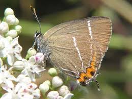 Attēlu rezultāti vaicājumam “Satyrium w-album underside”