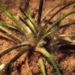 Attēlu rezultāti vaicājumam “Alisma gramineum leaf”