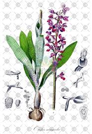 Attēlu rezultāti vaicājumam “Orchis mascula leaf”