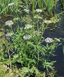 Attēlu rezultāti vaicājumam “Sium latifolium”