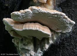 Attēlu rezultāti vaicājumam “Antrodia”