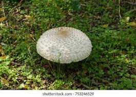 Attēlu rezultāti vaicājumam “Macrolepiota rhacodes var. bohemica”