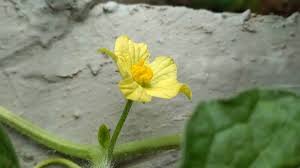 Attēlu rezultāti vaicājumam “Citrullus lanatus”