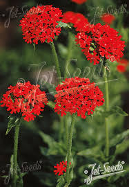 Attēlu rezultāti vaicājumam “Silene chalcedonica flower”