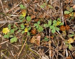 Attēlu rezultāti vaicājumam “Trifolium dubium bud”