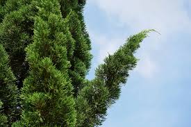 Attēlu rezultāti vaicājumam “Juniperus chinensis”