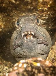 Image result for Anarhichas lupus