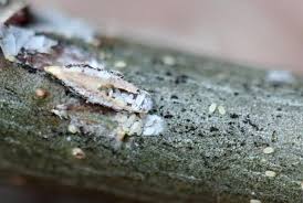 Attēlu rezultāti vaicājumam “Lepidosaphes ulmi imago”