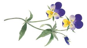 Attēlu rezultāti vaicājumam “Viola tricolor”