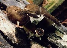 Attēlu rezultāti vaicājumam “Polyporus melanopus”