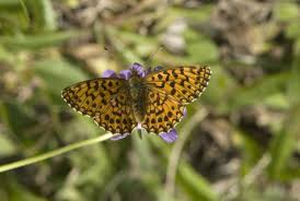 Attēlu rezultāti vaicājumam “Boloria titania”