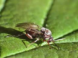 Attēlu rezultāti vaicājumam “Andricus foecundatrix”