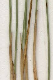 Attēlu rezultāti vaicājumam “Trichophorum cespitosum fruit”