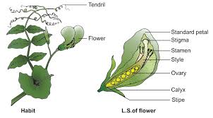 Attēlu rezultāti vaicājumam “Pisum sativum flower”