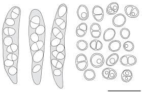 Attēlu rezultāti vaicājumam “Licea pusilla sessile”