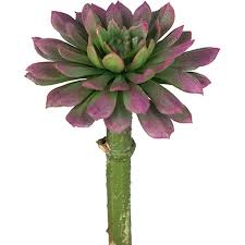 Image result for Mehikasvi