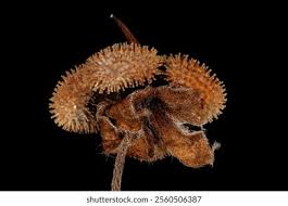 Attēlu rezultāti vaicājumam “Cynoglossum officinale fruit”