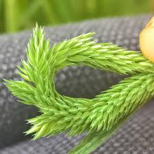Attēlu rezultāti vaicājumam “Phleum phleoides fruit”